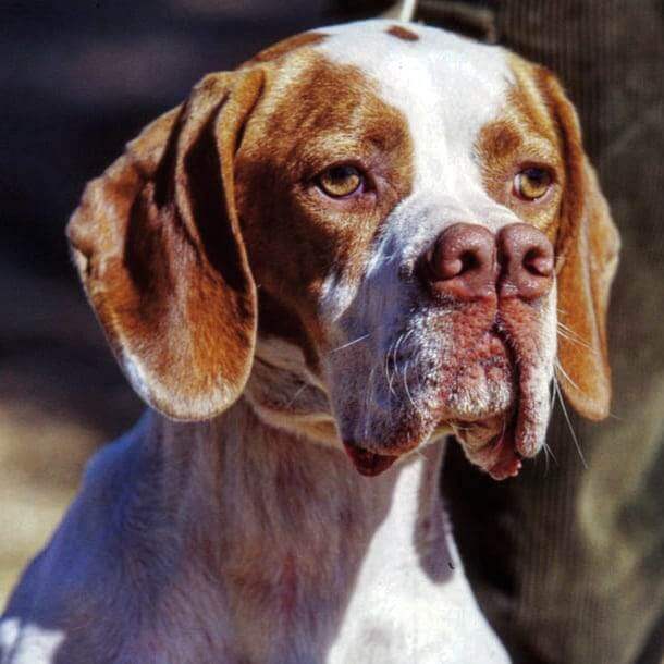 most rare dog breeds in the world