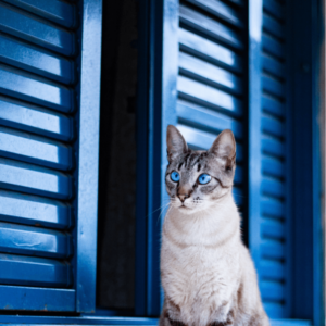 Ojos Azules cat