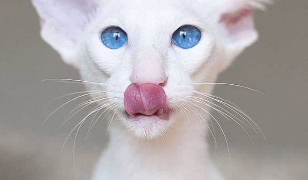 cats that have blue eyes