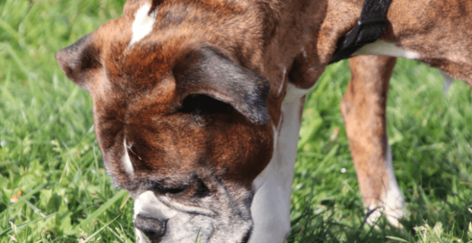 why dogs eat grass